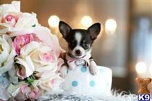 chihuahua puppy posted by tcuppuppiesforsale