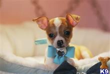 chihuahua puppy posted by tcuppuppiesforsale