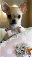 chihuahua puppy posted by tcuppuppiesforsale