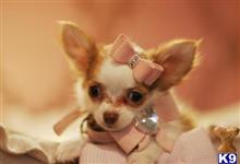 chihuahua puppy posted by tcuppuppiesforsale