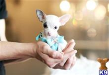 chihuahua puppy posted by tcuppuppiesforsale