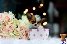 chihuahua puppy posted by tcuppuppiesforsale