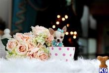 chihuahua puppy posted by tcuppuppiesforsale