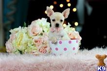 chihuahua puppy posted by tcuppuppiesforsale
