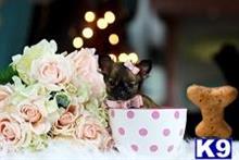 chihuahua puppy posted by tcuppuppiesforsale