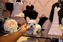 french bulldog puppy posted by tcuppuppiesforsale
