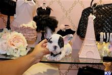 french bulldog puppy posted by tcuppuppiesforsale