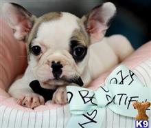 french bulldog puppy posted by tcuppuppiesforsale