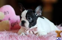 french bulldog puppy posted by tcuppuppiesforsale