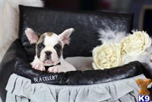 french bulldog puppy posted by tcuppuppiesforsale