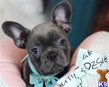 french bulldog puppy posted by tcuppuppiesforsale