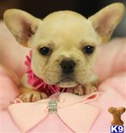 french bulldog puppy posted by tcuppuppiesforsale