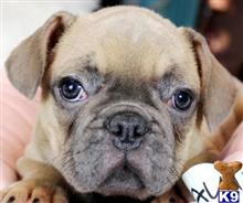 french bulldog puppy posted by tcuppuppiesforsale
