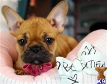 french bulldog puppy posted by tcuppuppiesforsale