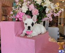 french bulldog puppy posted by tcuppuppiesforsale