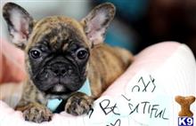 french bulldog puppy posted by tcuppuppiesforsale
