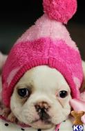 french bulldog puppy posted by tcuppuppiesforsale