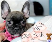 french bulldog puppy posted by tcuppuppiesforsale