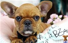 french bulldog puppy posted by tcuppuppiesforsale
