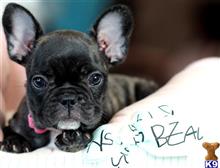 french bulldog puppy posted by tcuppuppiesforsale