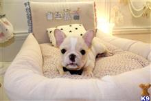 french bulldog puppy posted by tcuppuppiesforsale