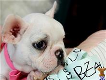 french bulldog puppy posted by tcuppuppiesforsale