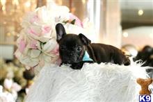 french bulldog puppy posted by tcuppuppiesforsale