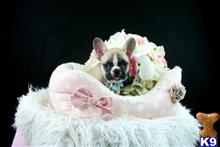 french bulldog puppy posted by tcuppuppiesforsale