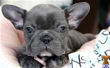 french bulldog puppy posted by tcuppuppiesforsale
