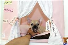 french bulldog puppy posted by tcuppuppiesforsale