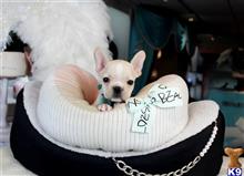 french bulldog puppy posted by tcuppuppiesforsale