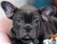 french bulldog puppy posted by tcuppuppiesforsale