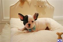 french bulldog puppy posted by tcuppuppiesforsale