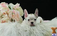 french bulldog puppy posted by tcuppuppiesforsale
