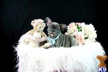 french bulldog puppy posted by tcuppuppiesforsale