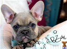 french bulldog puppy posted by tcuppuppiesforsale