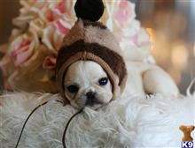 french bulldog puppy posted by tcuppuppiesforsale