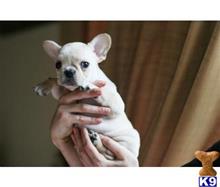 french bulldog puppy posted by tcuppuppiesforsale
