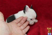 french bulldog puppy posted by tcuppuppiesforsale