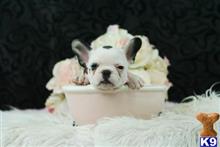 french bulldog puppy posted by tcuppuppiesforsale