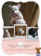 french bulldog puppy posted by tcuppuppiesforsale