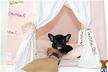french bulldog puppy posted by tcuppuppiesforsale