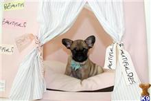 french bulldog puppy posted by tcuppuppiesforsale