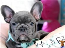 french bulldog puppy posted by tcuppuppiesforsale