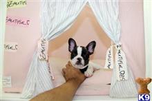 french bulldog puppy posted by tcuppuppiesforsale