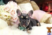 french bulldog puppy posted by tcuppuppiesforsale