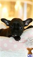 french bulldog puppy posted by tcuppuppiesforsale