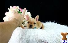 french bulldog puppy posted by tcuppuppiesforsale