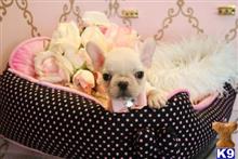 french bulldog puppy posted by tcuppuppiesforsale