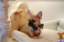 french bulldog puppy posted by tcuppuppiesforsale